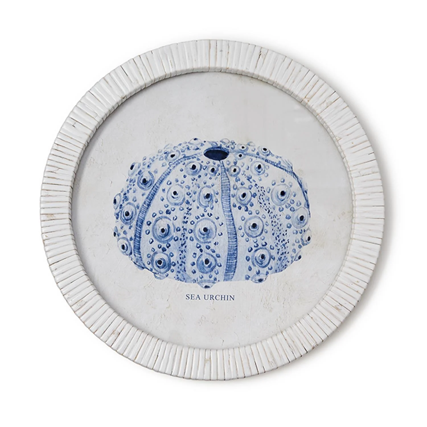 Sea Urchin Framed Prints, Set of 4 - Image 5